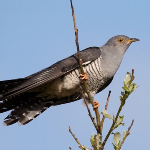 cuckoo
